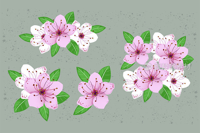 Pink and white  cherry blossom set. Elegant feminine sakura flower heads and leaves isolated illustrations. Variety of garden botanics for web, app, pattern and logo design. Modern hand drawn illustration.